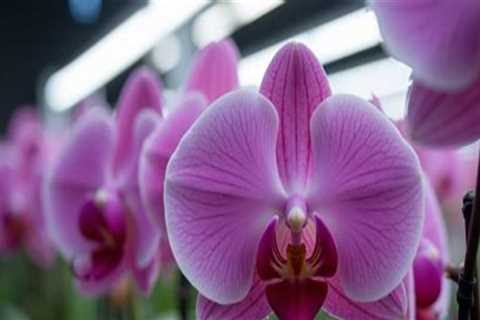 Enhance Your Garden with Orchid Care and Low Voltage Lighting in Austin