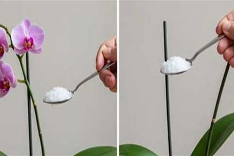 Enhancing Orchid Growth with the Right Tools and Care Approach