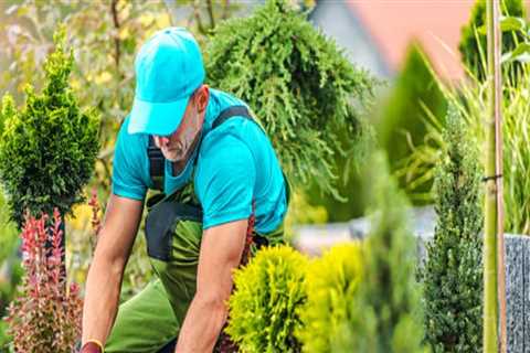 Harmonizing Indoor Plant Care with Outdoor Landscaping
