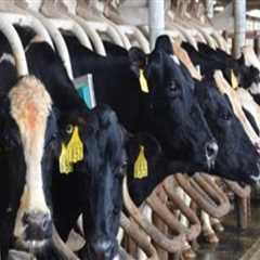 Debunking Myths: Understanding Dairy Farming and Cow Treatment