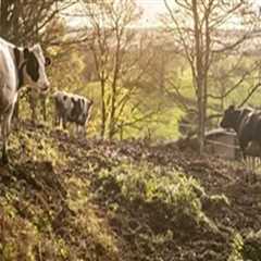 The Impact of Climate and Weather on Dairy Farming Operations
