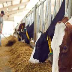 Exploring the Evolution of Animal Husbandry: Traditional vs. Modern Practices