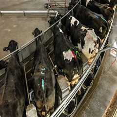 The Economic Impact of Dairy Farming in the United States