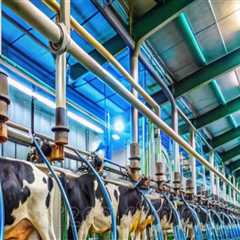 The Impact of Technology on Modern Dairy Farming Practices