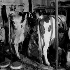 The Evolution of Dairy Farming in the United States: A Historical Perspective