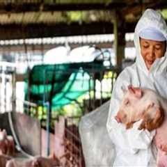 Essential Animal Husbandry Practices for Raising Healthy Pigs