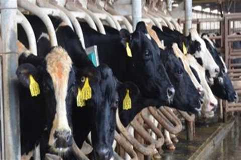 Debunking Myths: Understanding Dairy Farming and Cow Treatment