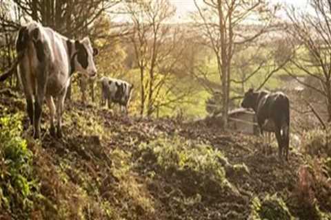 The Impact of Climate and Weather on Dairy Farming Operations