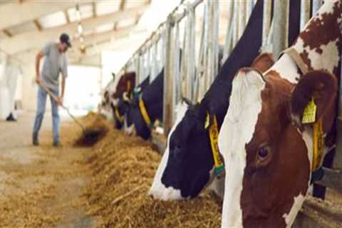 Exploring the Evolution of Animal Husbandry: Traditional vs. Modern Practices