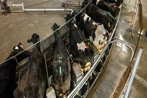 The Economic Impact of Dairy Farming in the United States