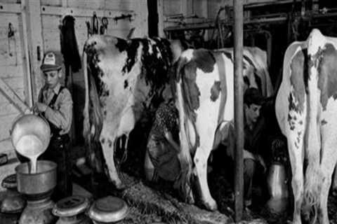 The Evolution of Dairy Farming in the United States: A Historical Perspective