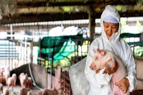 Essential Animal Husbandry Practices for Raising Healthy Pigs