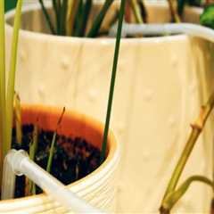The Hidden Challenges of Overwatering Indoor Plants in Homes With Efficient Plumbing Systems