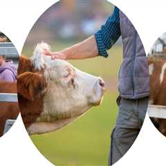 Effective Strategies for Managing Skin Conditions in Livestock