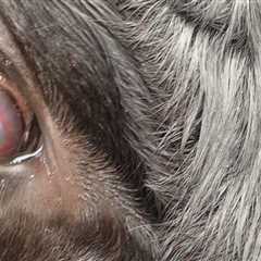 Recognizing and Treating Common Eye Problems in Livestock for Better Health