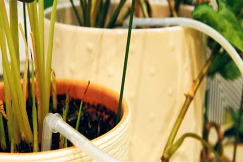 The Hidden Challenges of Overwatering Indoor Plants in Homes With Efficient Plumbing Systems