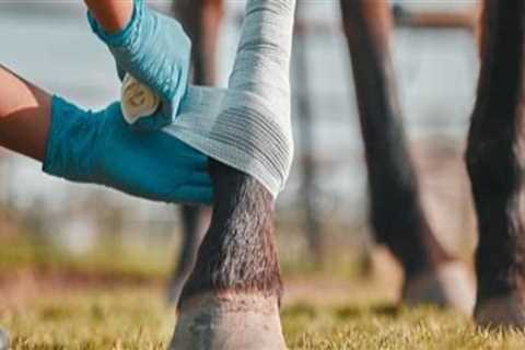 Essential First Aid Techniques for Livestock Injuries